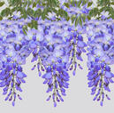 wisteria