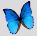 blue butterflies